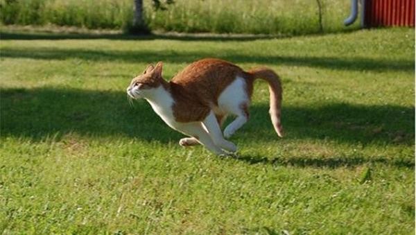 Mèo đạt vận tốc 48,3 km/giờ.